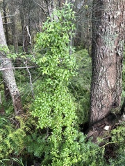 Asparagus asparagoides