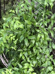Asparagus asparagoides