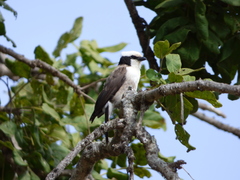 Eurocephalus ruppelli