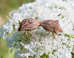 Ancyrosoma leucogrammes