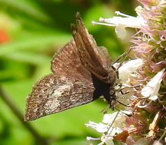 Erynnis icelus
