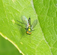 Condylostylus caudatus