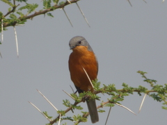 Melaenornis semipartitus