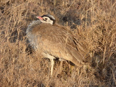 Eupodotis senegalensis