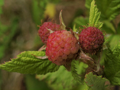 Rubus leucodermis leucodermis