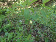 Lonicera villosa
