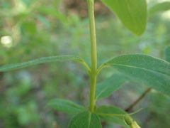 Lonicera villosa