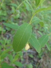 Lonicera villosa