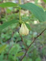 Lonicera villosa