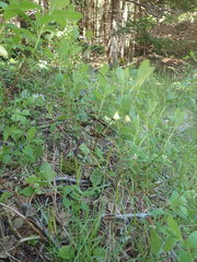 Lonicera villosa