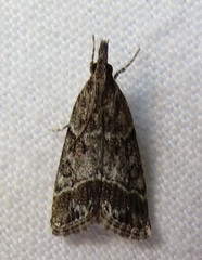 Eudonia rectilinea