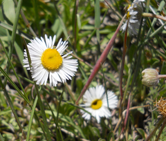 Erigeron flagellaris