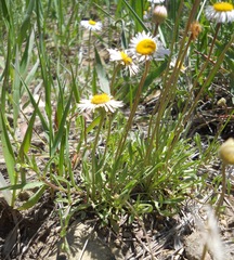 Erigeron flagellaris