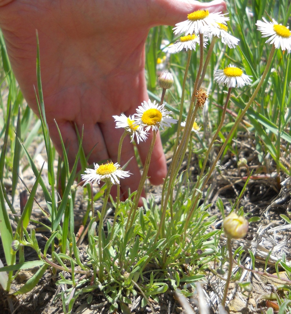 Trailing Fleabane (Plants of Lone Mesa State Park) · iNaturalist