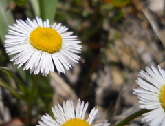 Erigeron flagellaris