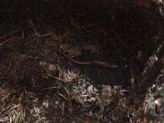 Plethodon cinereus image