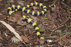 Solomon's Small-Eyed Snake photo 2