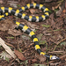 Solomons Small-eyed Snake - Photo (c) jqrichmond, some rights reserved (CC BY-NC), uploaded by jqrichmond