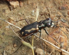 Cicindela hydrophoba