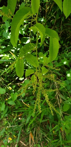 American buckwheat vine (Brunnichia ovata)