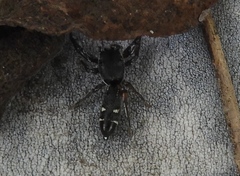 Metacyrba punctata
