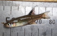 Pseudomugil signifer