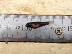 Redigobius bikolanus