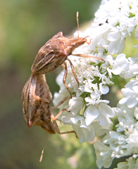 Ancyrosoma leucogrammes