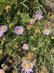 Calotis glandulosa