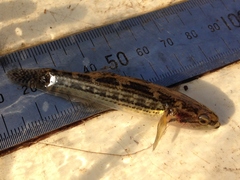 Gobiomorphus australis