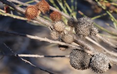 Allocasuarina acutivalvis