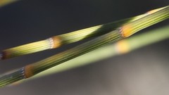 Allocasuarina acutivalvis