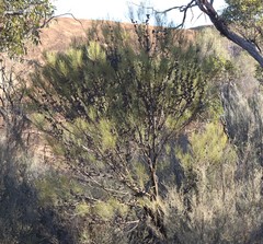Allocasuarina acutivalvis