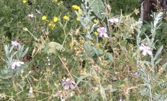 Geranium viscosissimum