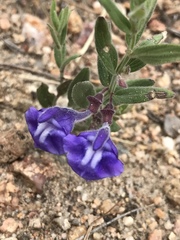 Scutellaria brittonii