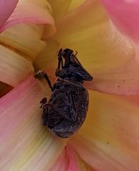 Otiorhynchus sulcatus