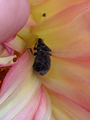 Otiorhynchus sulcatus