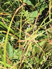 Carex venusta minor