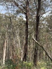 Eucalyptus delegatensis