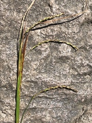 Carex venusta minor