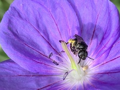 Lasioglossum pectorale
