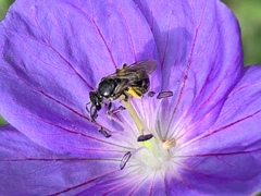 Lasioglossum pectorale