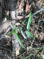 Parsonsia brownii