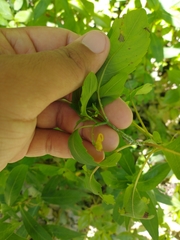 Impatiens pallida