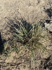 Bouteloua dactyloides