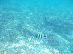 Abudefduf sexfasciatus