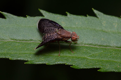 Eutreta noveboracensis