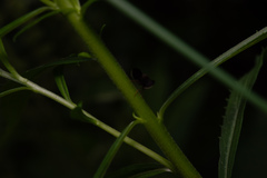 Eutreta noveboracensis