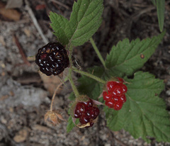Rubus ursinus macropetalus