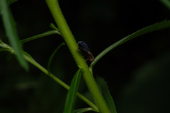 Eutreta noveboracensis